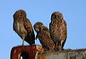 3_owls_small